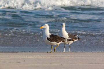 Two Kelp Gulls (Larus dominicanus dominicanus) on the Seashore - Brazilian Gaivota Seagull
