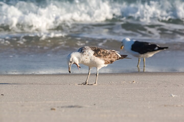 Kelp Gull (Larus dominicanus dominicanus) Regurgitating with exposed tongue - Brazilian Gaivota Seagull
