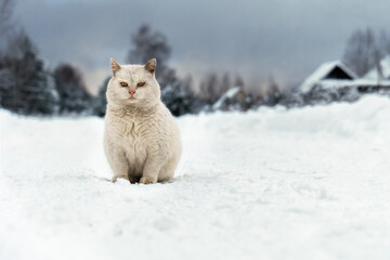 Homeless mongrel white cat sits on the snowy village road on a frosty winter day