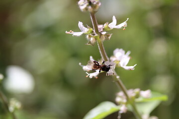 Abelha nas Flores