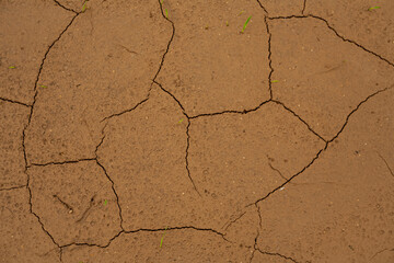 Texture of cracks in dried clay
