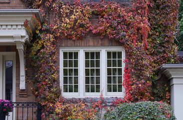 front window of old brick house surrounded by colorful vines in fall