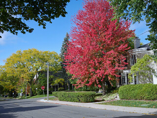 Residential neighborhood with mature trees, maple tree turning red in fall