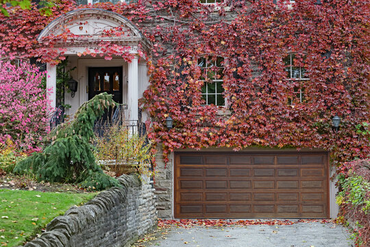 Front of old stone house covered with vines changing color in fall