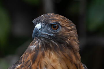 Hawk close up profile showing detailed eyes.