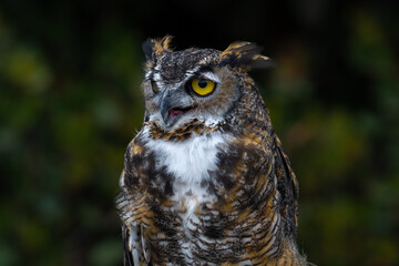Great Horned Owl close up profile.