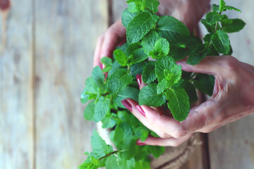 Female hands hold fresh mint growing in a pot. Growing plants at home.