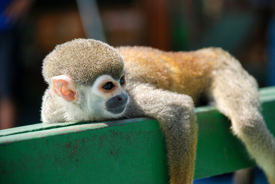 lazy monkey sleep