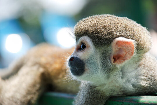 lazy monkey sleep