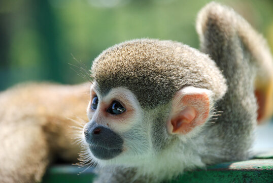 lazy monkey sleep