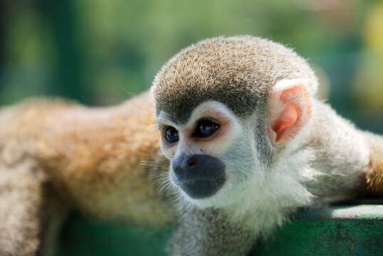 lazy monkey sleep