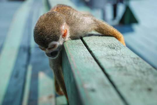 lazy monkey sleep