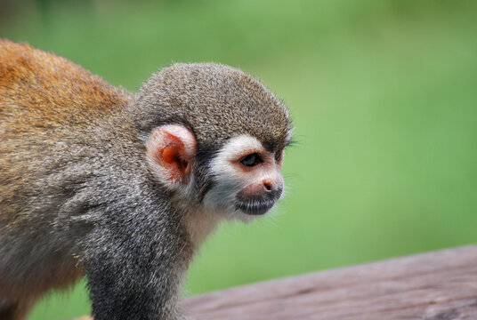 close monkey