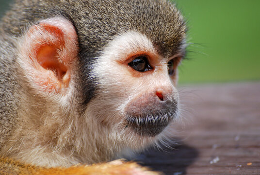 close monkey