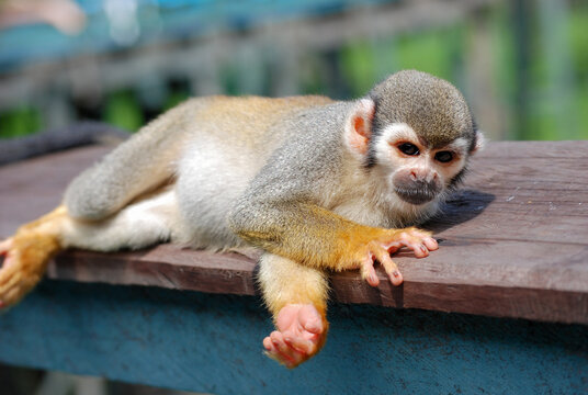 monkey waking up