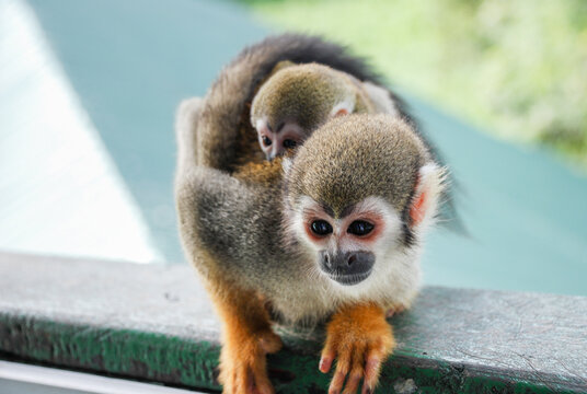 little cute monkey