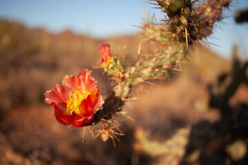 cactus in the desert
