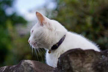 猫のクローズアップ写真