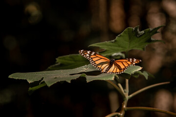 Fototapeta na wymiar Santuario de la mariposa monarca en el estado de México, 