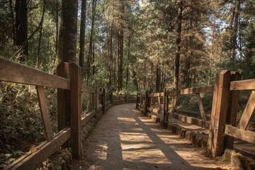 Bosque santuario de la mariposa monarca en el estado de México 