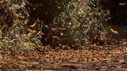 Santuario de la mariposa monarca en el estado de México, 