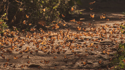 Santuario de la mariposa monarca en el estado de México, 