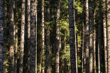 Fototapeta premium Bosque santuario de la mariposa monarca en el estado de México 