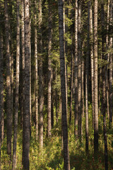 Bosque santuario de la mariposa monarca en el estado de México 