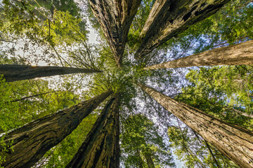 Redwood National Park, California USA