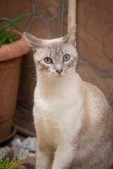 Beautiful blue eyed cat