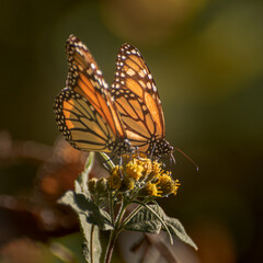 Santuario de la mariposa monarca en el estado de México, 