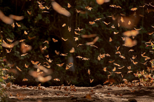 Santuario de la mariposa monarca en el estado de M&eacute;xico, 