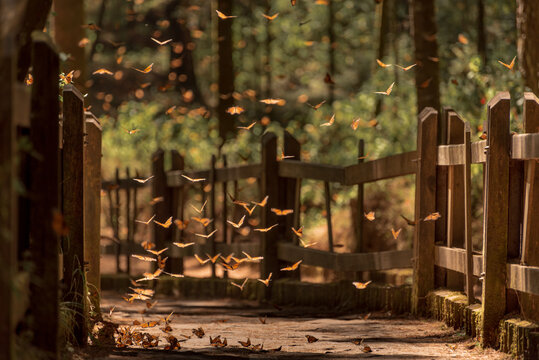 Santuario de la mariposa monarca en el estado de M&eacute;xico, 