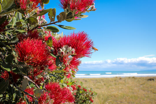 Coastal Pohutukawa Tree In Flower, New Zealand 