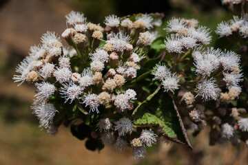 Ramo floral - Arreglo floral - arreglo de flores coloridas - flores en ramo