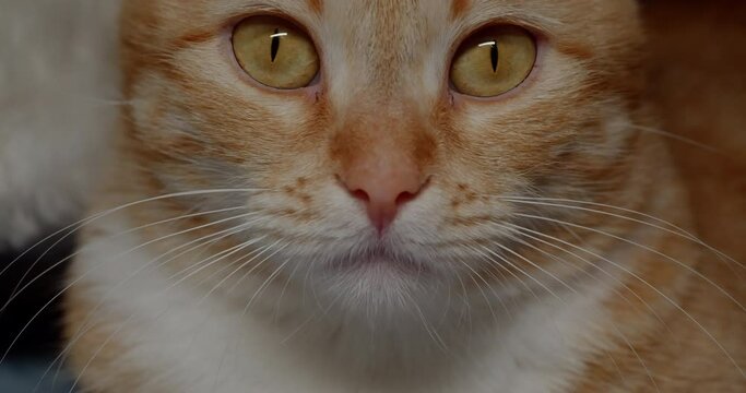 Close up portrait of a ginger cat. Serious calm cat looking at the camera.