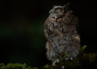 Tropical screech owl HD