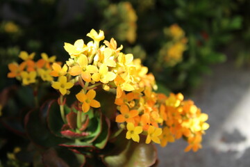yellow sunlight, yellow flowers.