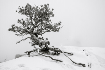 Knotted Roots of Tree Cling To Snowy Cliff In Bryce