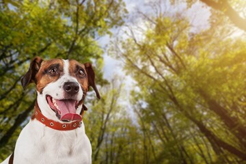 Dog.