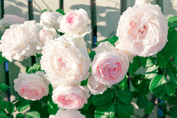 Roses with pink petals growing in the garden 