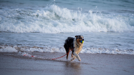 Dog Playing at the Beach