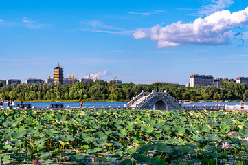 The scenery of the North Lake National Wetland Park in Changchun, China with lotus in full bloom