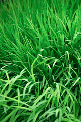 목초, 신선하다