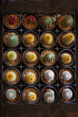 식물, 선인장, 다육이