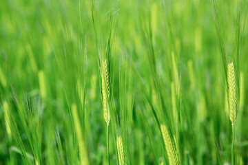 청보리, 곡류, 경작, 밀, 배경, Background