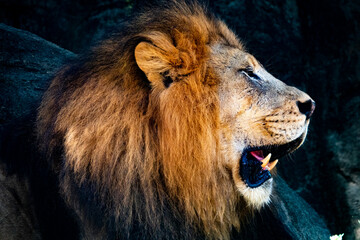 Lion roaring. Close up head shot. 