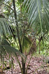 Obraz na płótnie Canvas Rattan (from the Malay rotan) is the name for roughly 600 species of old world climbing palms belonging to subfamily Calamoideae.