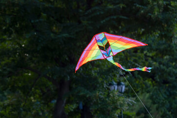 Colored flying kite flies against the background of trees. Leisure and outdoor recreation