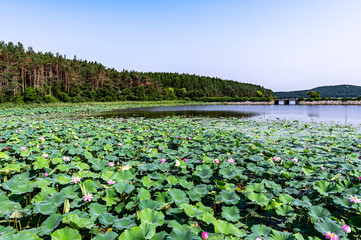 The scenery of Jingyuetan National Forest Park in Changchun, China with lotus in full bloom